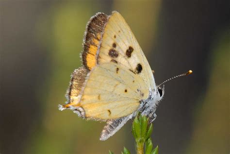 hermes copper lycaena bird